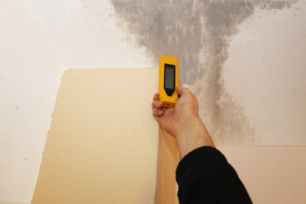 Best Forensic Mold Investigation  in Cheswold, DE