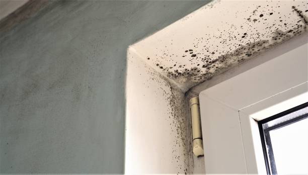 Cheswold, DE Mold Removal Company