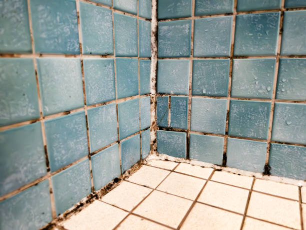 Best Biohazard Mold Removal  in Cheswold, DE