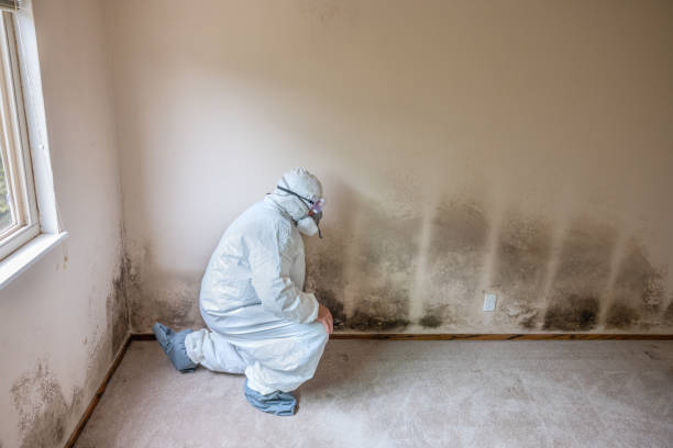 Best Basement Mold Removal  in Cheswold, DE