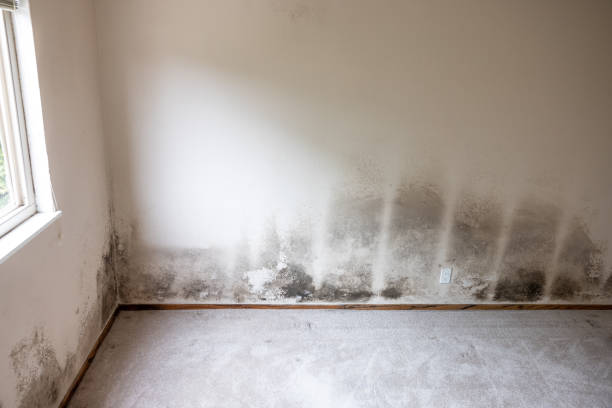 Best Real Estate Mold Inspection  in Cheswold, DE